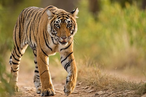 Tiger.jpg