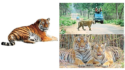 Tiger-in-Tadoba