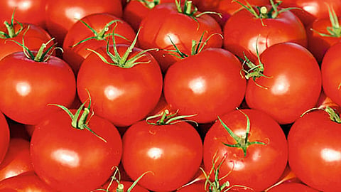 Tomato