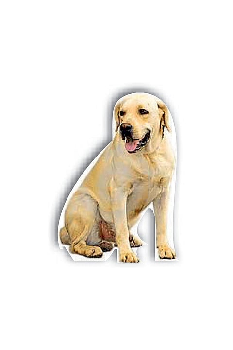A dog carrier van is used to transport dogs