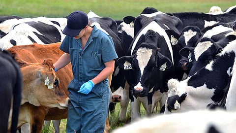 Veterinary-field