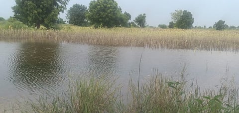 Water in field