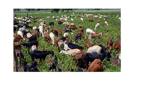 The Whole Plot Of Capcicum Is Open For Sheep Kolhapur Marathi News