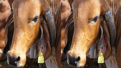 Thirteen lakh animals were identified in Ahmednagar