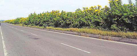Flowering trays on national highways