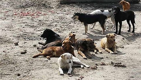 Dogs will unravel the mystery at Takli Kadevali