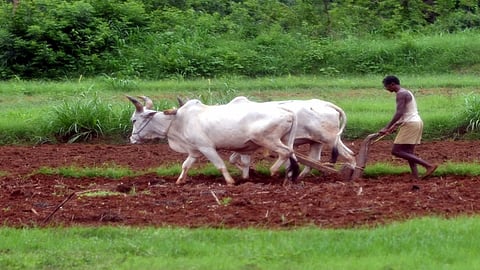 Wheat, gram, maize sowing is more in Atpadi taluka