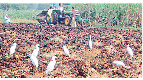 Environment Balance Must Be Birds Kolhapur Marathi News