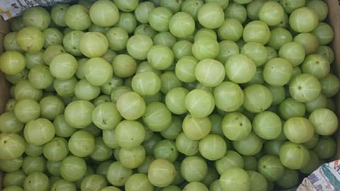 amla.jpg