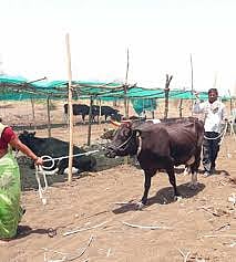 animals in jat.jpg