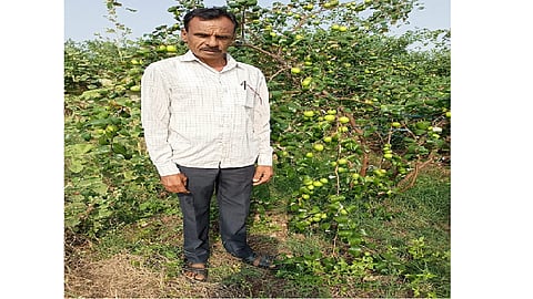 apple ber farming in yesgaon