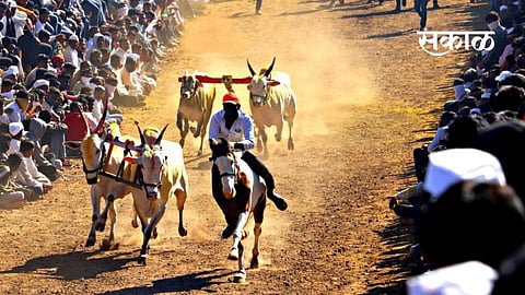 शर्यतबंदी उठविण्यासाठी केंद्राने संरक्षित प्राण्यांच्या यादीतून बैल प्राण्यास वगळावे : डॉ. अमोल कोल्हे
