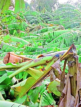 banana production