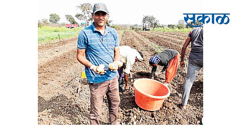 farmer doing  potatoes farming in korpana of chandrapur  