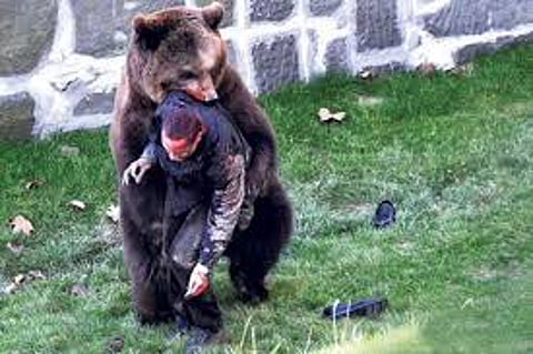 bear