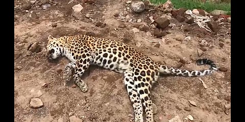  Akola News: Dead leopard killed using poison
