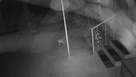 Three bibs in Dopoli captured on camera