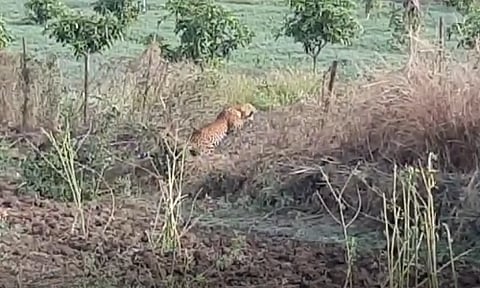 Hunted by attacking six animals in four days in pandharpur taluka