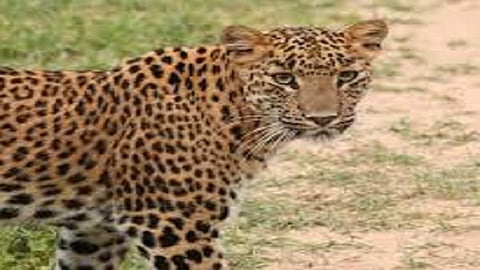 leapord are seen in ratnagiri city area also most of people fear of leopard in konkan