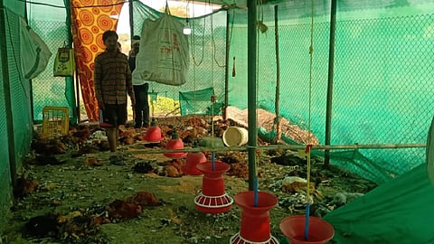 bird flu