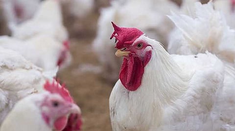 Poultry Hens 