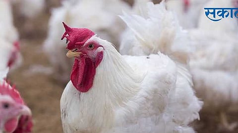 Poultry Hens 