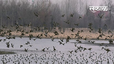 Bird Flu 