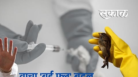 Bird Flu Virus News Updates