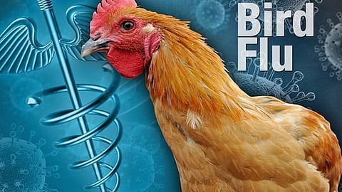 Nine special squads for bird flu in ratnagiriNine special squads for bird flu in ratnagiri