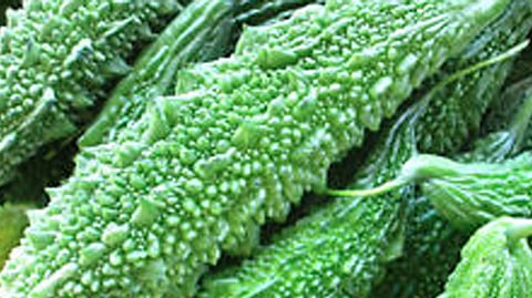 bitter gourd 