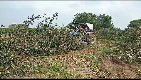 रुपयाही भाव नसल्याने बोराच्या बागेवर फिरवला ट्रॅक्‍टर 