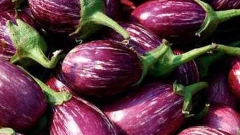 brinjal