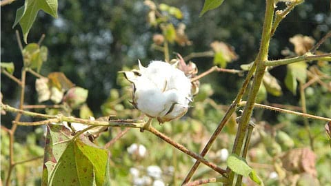 Bt seeds in Akola are also uncertified; Court case filed against company, Bt cotton seeds after soybean, accusation of dishonesty