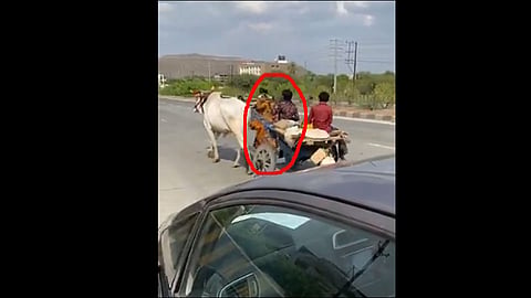 lockdown couple in a carriage with an bull indore video viral