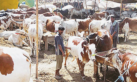 बंद जनावरांचा बाजारामूळे कोट्यावधीचाी उलाढाल ठप्प 