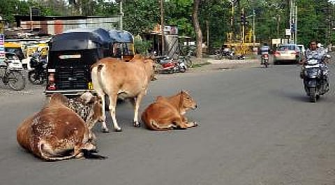 free cattle on road are creating problem in sindi of wardha 