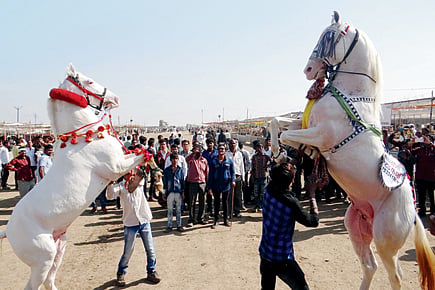 sarangkheda chetak festival