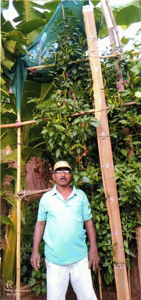 chili production tulas konkan sindhudurg