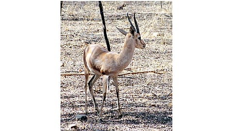 chinkara