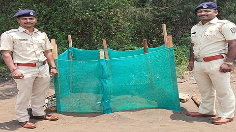 Turtle eggs found after six years in Tawsal kokan marathi news