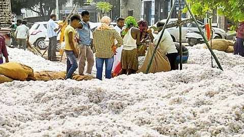 cotton kharedi center