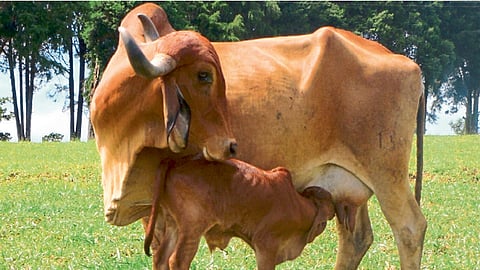 आरोग्यशेती आणि आरोग्य 