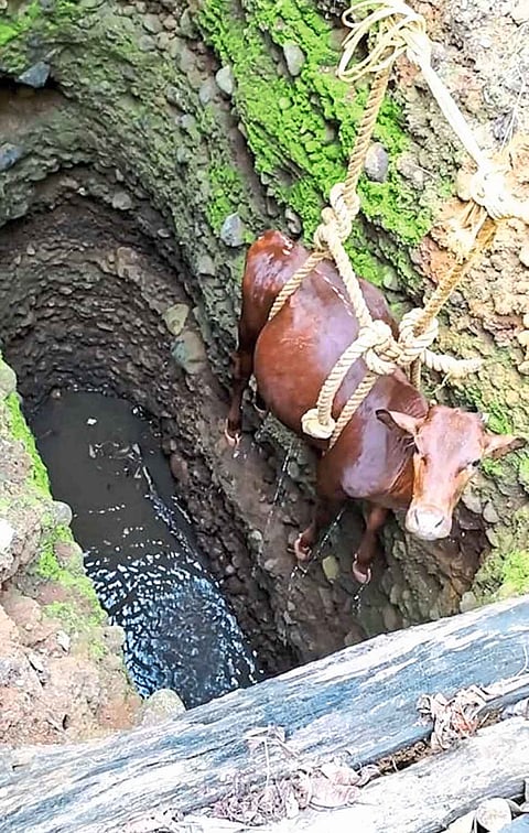 Ratnagiri  Lives Given By Students To Cows
