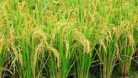 the rate of rice increased in ratnagiri rupees 2568 rate done in ratnagiri