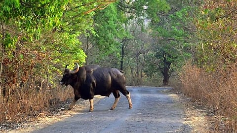 Half of the tourists in Dajipur