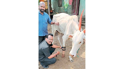 artificial legs for cows, just like humans experimenting by Bharti Hospital's team 