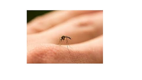 Dengue and malaria are rampant in the city