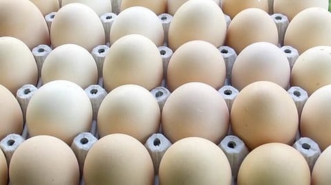 desi-hen-egg-