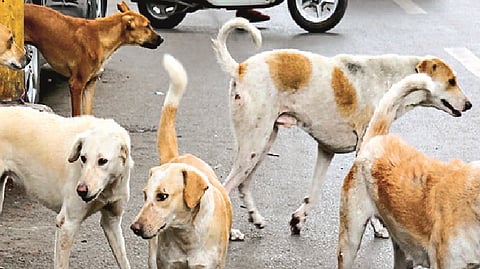 stray dogs 