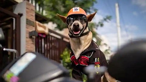 dog